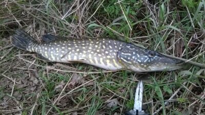 Northern Pike, 1.1 kg