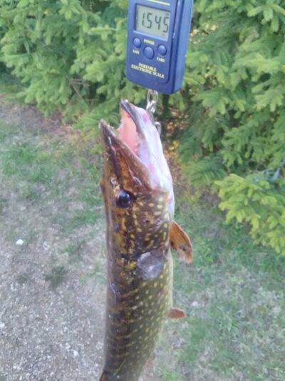 Northern Pike, 1.5 kg