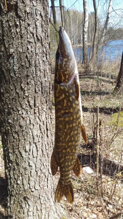 Northern Pike, 1.1 kg — Kiaunas