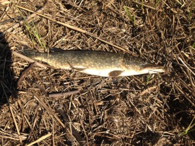 Northern Pike, 1.5 kg — Tenenys