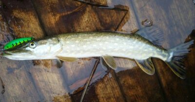 Northern Pike — Samanis