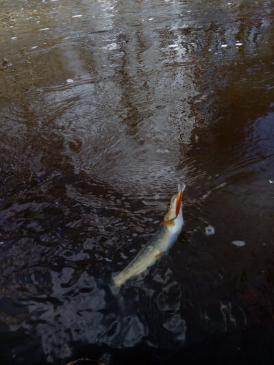 Brown Trout