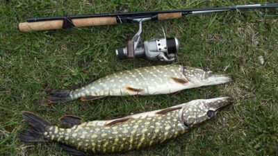 Northern Pike ×2 — Asėkas