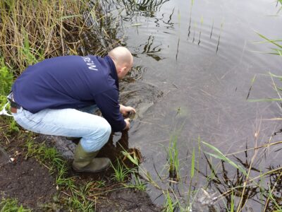 Carp bream, 1.4 kg