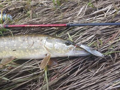 Northern Pike, 1.0 kg — Neman River
