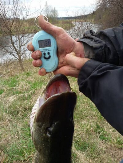 Northern Pike, 11.3 kg