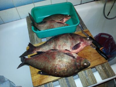 Carp bream ×4 — ATMATA