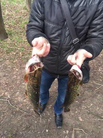 Northern Pike, 1.8 kg