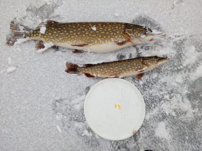 Northern Pike, 3.9 kg — Viešis