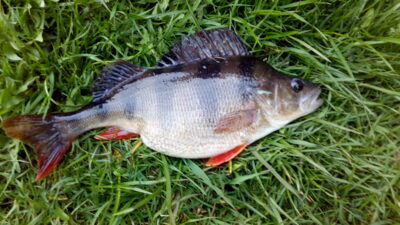 Eurasian perch, 0.7 kg — Eišiškių HE