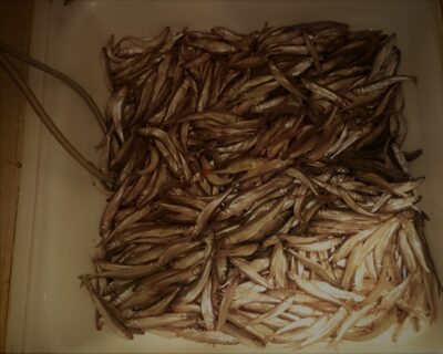 European smelt, 7.1 kg — Danė