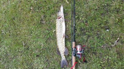 Northern Pike, 1.3 kg