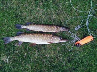 Northern Pike ×2 — Pikeliškiai