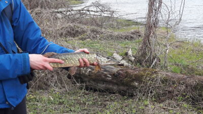 Northern Pike, 0.8 kg — Šventoji