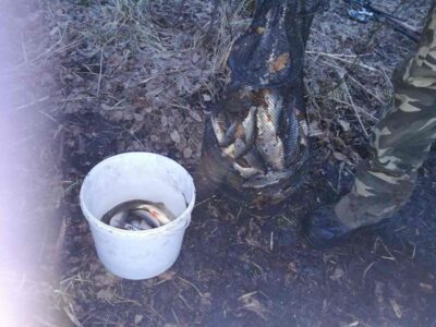 Roach, 1.2 kg