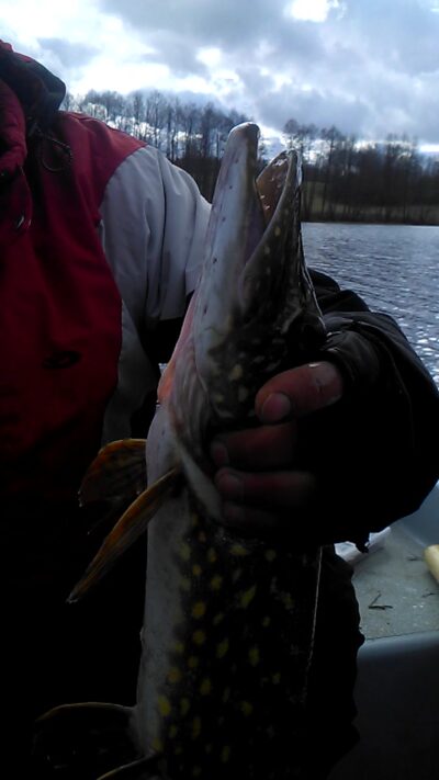 Northern Pike