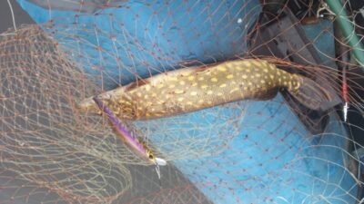 Northern Pike — Kiaunas