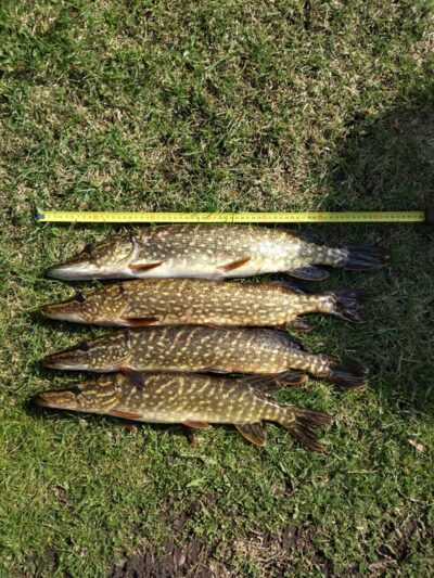 Northern Pike ×4