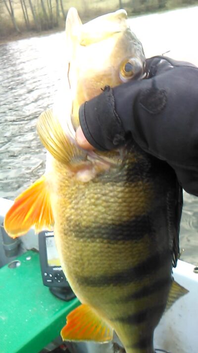 Eurasian perch