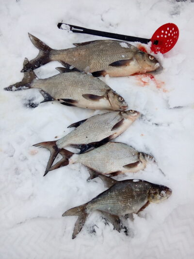 Carp bream ×5 — Paštys
