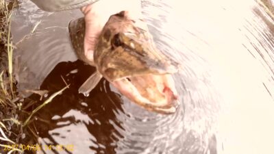 Northern Pike — Minija