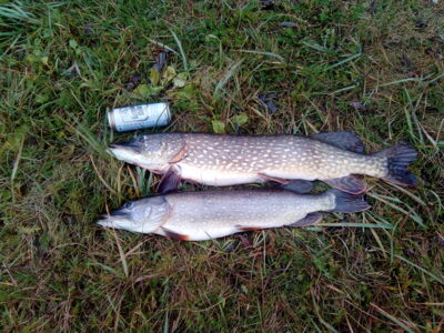 Northern Pike ×2