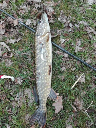 Northern Pike, 1.3 kg — Lukna