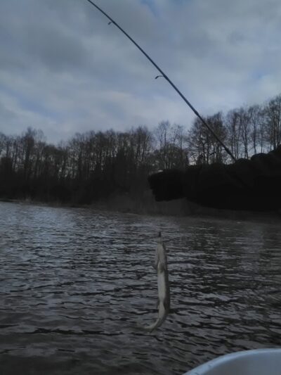 Northern Pike