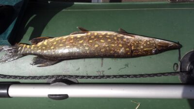 Northern Pike, 0.8 kg — Kiaunas