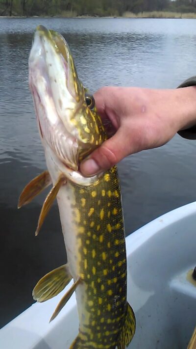 Northern Pike