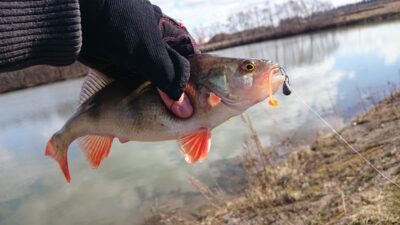 Eurasian perch — Vėžaičių