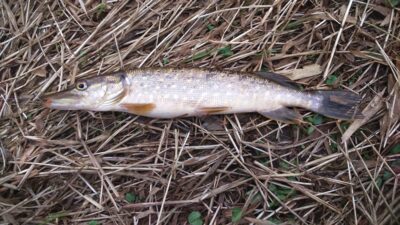 Northern Pike — Šventoji