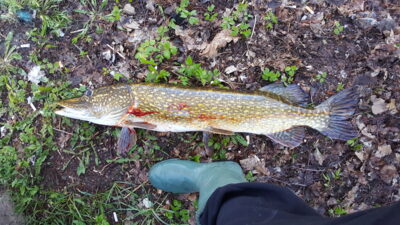 Northern Pike, 7.0 kg
