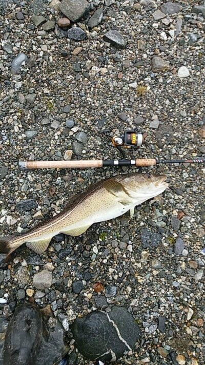 Atlantic cod, 3.1 kg