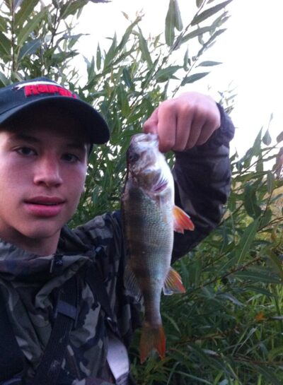 Eurasian perch, 0.4 kg