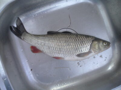 chub, 0.9 kg — Dubysa