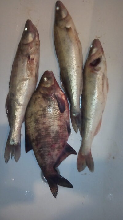 Pike perch