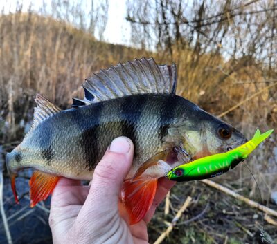 Eurasian perch