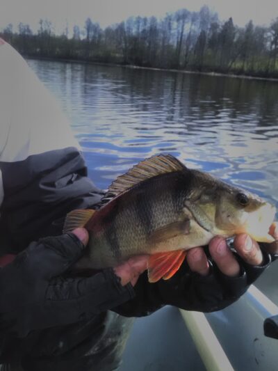 Eurasian perch