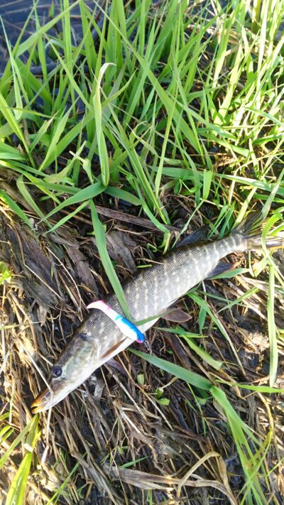 Northern Pike, 0.5 kg — Lėvuo