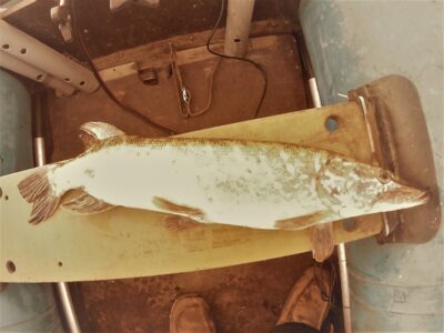Northern Pike, 1.8 kg