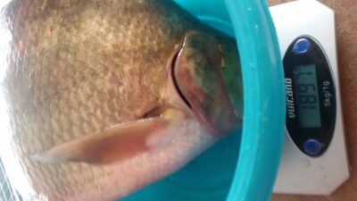 Carp bream, 1.9 kg