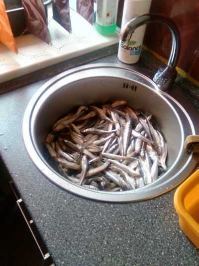 European smelt, 7.0 kg