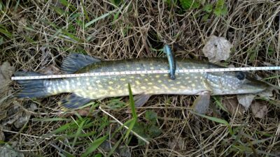 Northern Pike, 0.8 kg — Šventoji
