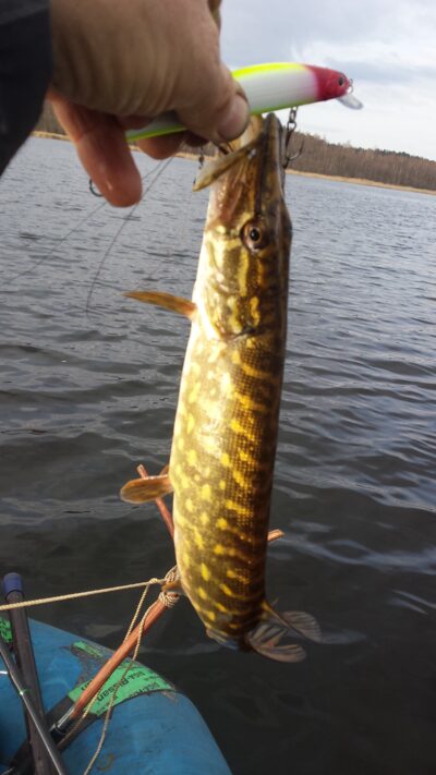 Northern Pike — Asėkas