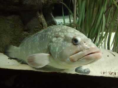 Rock Bass