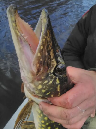 Northern Pike