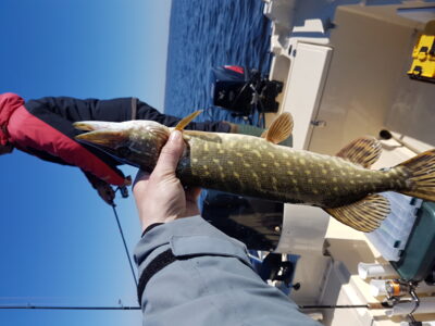 Northern Pike