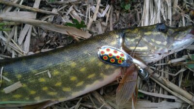 Northern Pike