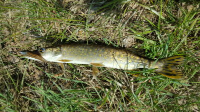 Northern Pike